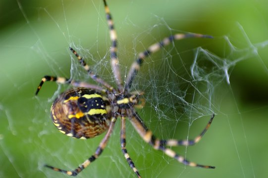 Araign&eacute;e Tissant Sa Toile