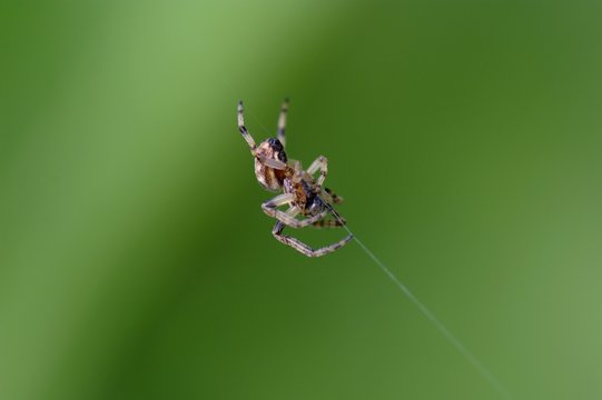 Araign&eacute;e Tissant Sa Toile