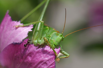 Ant and Locust