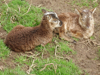 Twin Soay ram lambs, one dark, one light brown