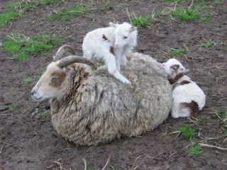 Soay ewe with twin lambs