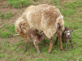 Light brown Soay ewe with newborn twin ram lambs