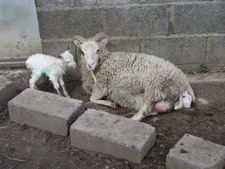 White Soay ewe giving birth to second twin ewe lamb