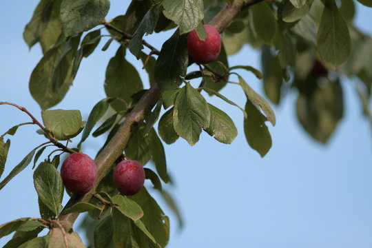 pulm tree