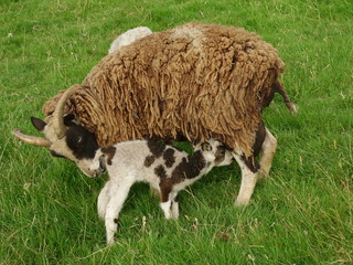 Soay ewe and twin ewe lambs, one suckling