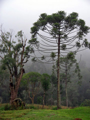 Brazilian Pine