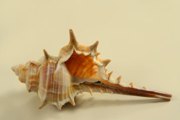 seashells with beige background