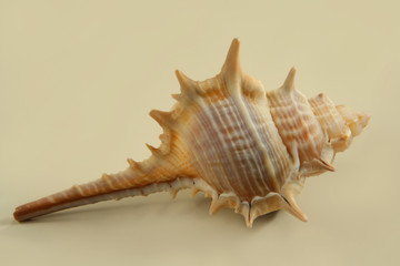 seashells with beige background