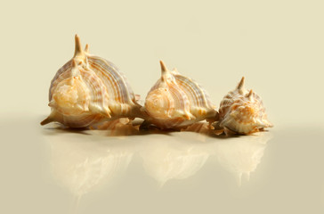 seashells with beige background