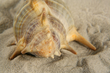 seashell on sand
