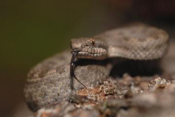 Twin-spotted rattle snake