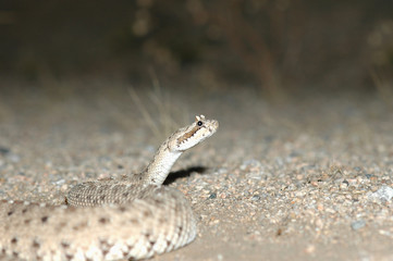 Crotalus cerastes laterorepens