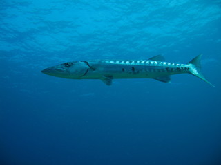 Fototapeta premium Barracyda en Mexico