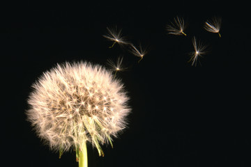 Windblown seeds