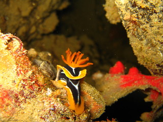 Nudibranquio Sharm