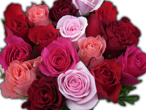 rose