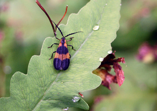 Banded Netwing