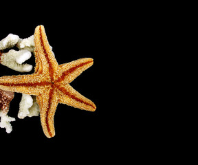 étoile et coraux