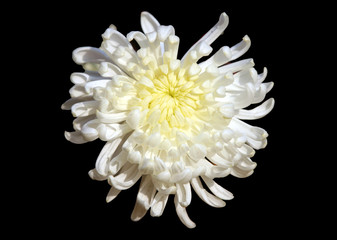 Chrysanthemum