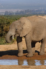 Fototapeta na wymiar young elephant drinking after playing