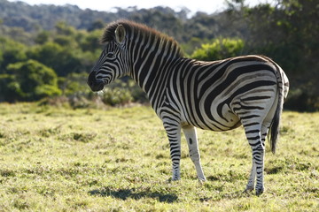 Fototapeta na wymiar Zebra posing
