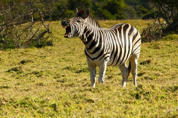 Fototapeta na wymiar Zebra yawning