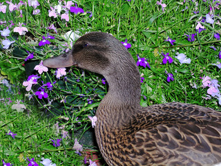 Spring Duck