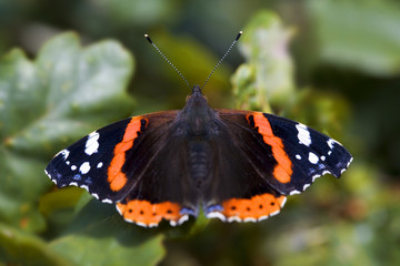 Red Admiral