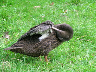 Preening2