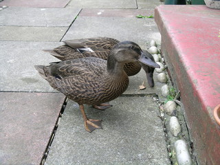 Duck Steps