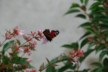 papillon