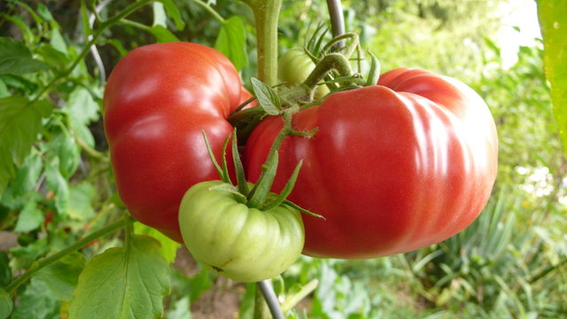 Strauchtomate