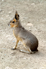 lièvre des prairies assis