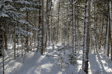 wood(timber) taiga in(to;at) snow          