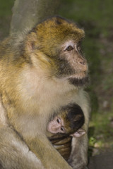 T'as de beaux yeux ...