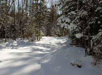 wood(timber) taiga in(to;at) snow          