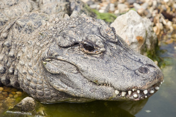 Alligator