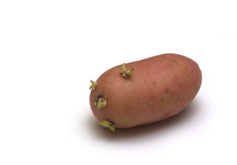 potato on white background