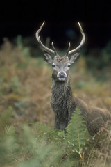 Red Deer