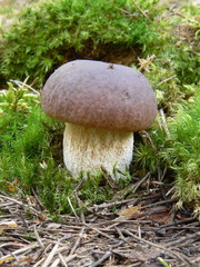 Edible boletus
