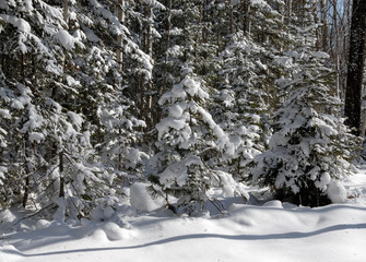 wood(timber) taiga in(to;at) snow          