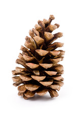 Pine Cone