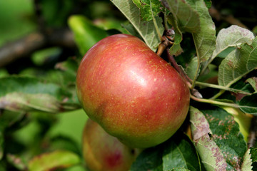 Apfel