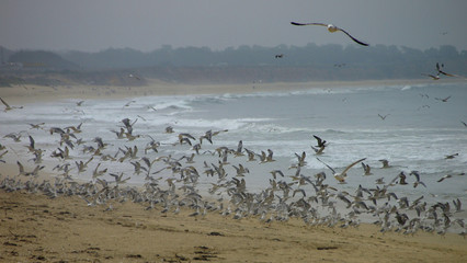 the flight of seagulls