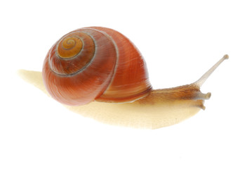 snail on white background