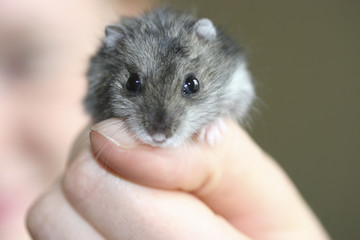 Hamster