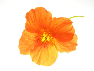 orange flower - 4205095