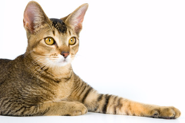 Kitten in studio on a neutral background