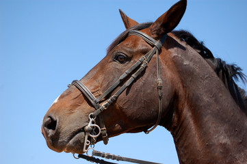 cheval de concours © djano