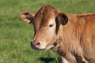 Ternera